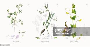 Attēlu rezultāti vaicājumam “Vicia lathyroides leaf”