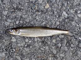 Image result for Osmerus mordax