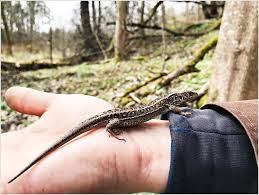 Attēlu rezultāti vaicājumam “Lacerta agilis female”