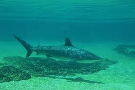Image result for Carcharhinus obscurus