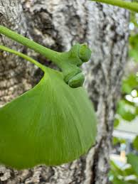 Attēlu rezultāti vaicājumam “Ginkgo biloba female flower”