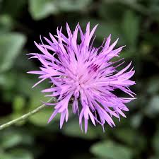 Image result for Flockenblume