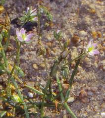 Attēlu rezultāti vaicājumam “Spergularia marina bud”