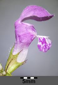 Attēlu rezultāti vaicājumam “Lamium maculatum flower”