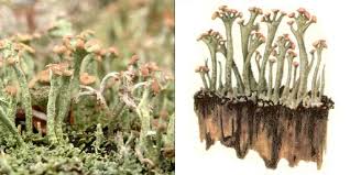 Attēlu rezultāti vaicājumam “Cladonia botrytes”