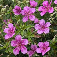 Attēlu rezultāti vaicājumam “Geranium bohemicum fruit”