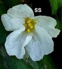 Attēlu rezultāti vaicājumam “Trapaceae”