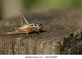 Attēlu rezultāti vaicājumam “Metrioptera roeselii”