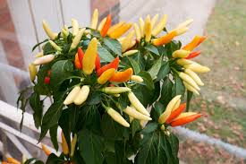 Afbeeldingsresultaat voor thai yellow hot pepper