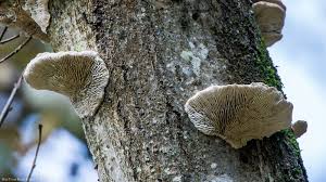 Attēlu rezultāti vaicājumam “Daedalea quercina”