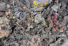 Attēlu rezultāti vaicājumam “Dermatocarpon miniatum”