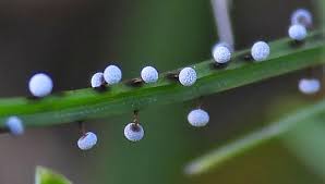 Attēlu rezultāti vaicājumam “Physarum gravidum”