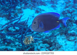 Image result for Acanthurus coeruleus