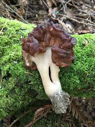 Attēlu rezultāti vaicājumam “Gyromitra esculenta”