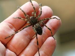 Image result for spider