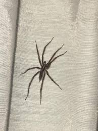 Attēlu rezultāti vaicājumam “Agelenidae”