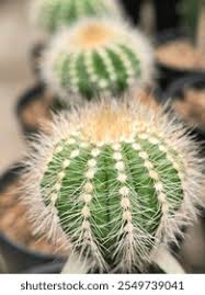 Image result for Cactaceae