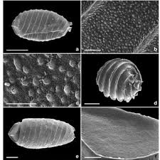 Attēlu rezultāti vaicājumam “Chara filiformis”
