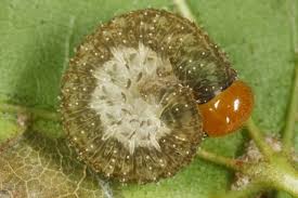 Attēlu rezultāti vaicājumam “Tenthredo mandibularis larva”