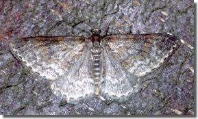 Attēlu rezultāti vaicājumam “Hydrelia sylvata”