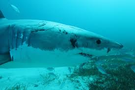 Image result for Scylliogaleus quecketti