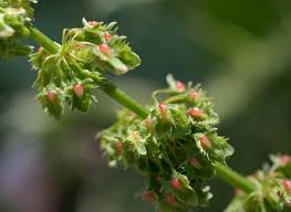 Attēlu rezultāti vaicājumam “Rumex obtusifolius flower”