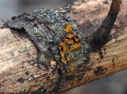 Attēlu rezultāti vaicājumam “Trichia alpina macro”