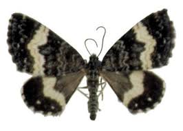 Attēlu rezultāti vaicājumam “Spargania luctuata”