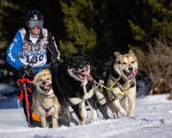 Image result for Team Ice Fire British Sled Dog Racing Team