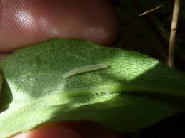 Attēlu rezultāti vaicājumam “Anania funebris”