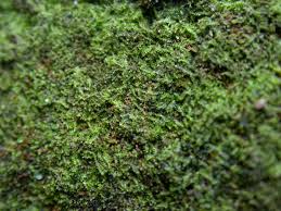 Attēlu rezultāti vaicājumam “Cephalozia catenulata”