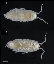 Attēlu rezultāti vaicājumam “Oniscoidea”