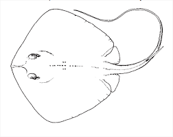 Image result for Hypanus say