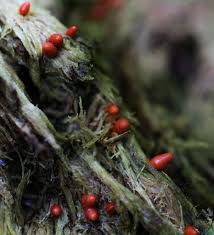 Attēlu rezultāti vaicājumam “Lycogala flavofuscum sessile”