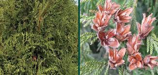 Attēlu rezultāti vaicājumam “Thuja plicata flower”