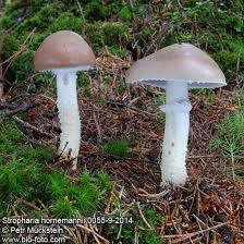 Attēlu rezultāti vaicājumam “Stropharia hornemannii”