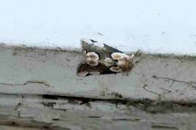 Attēlu rezultāti vaicājumam “Thyatira batis larva”