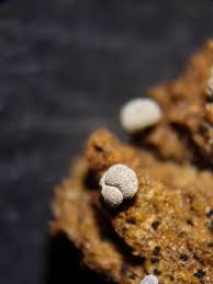 Attēlu rezultāti vaicājumam “Badhamia capsulifera var. arborea”