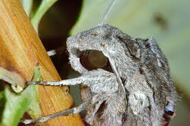 Attēlu rezultāti vaicājumam “Agrius convolvuli”