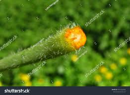 Image result for Chelidonium majus