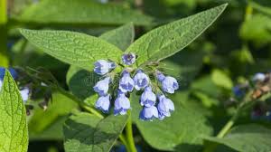 Attēlu rezultāti vaicājumam “Symphytum asperum flower”