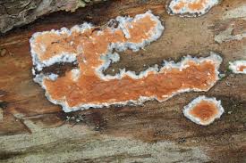 Attēlu rezultāti vaicājumam “Gloeoporus taxicola”