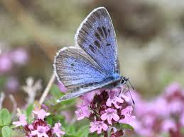 Attēlu rezultāti vaicājumam “Phengaris arion underside”