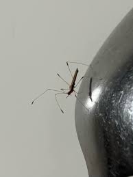 Attēlu rezultāti vaicājumam “Lamproderma columbinum young”