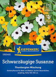 Image result for schwarzäugige Susanne