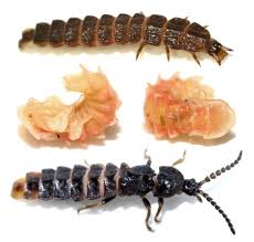 Attēlu rezultāti vaicājumam “Phosphaenus hemipterus male”