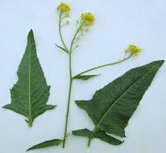 Attēlu rezultāti vaicājumam “Bunias orientalis”