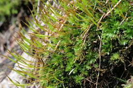 Attēlu rezultāti vaicājumam “Tortula truncata sporophyte”