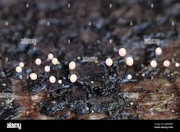 Attēlu rezultāti vaicājumam “Comatricha sp.”