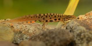 Attēlu rezultāti vaicājumam “Triturus vulgaris”